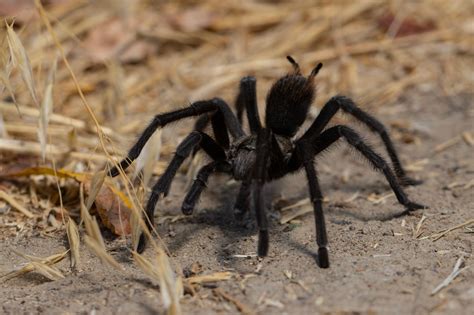 Bay Area Outdoors: Tarantulas, hiking, rock climbing and other free Mount Diablo events for 2024